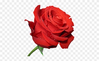 Free Rose Clipart Public Domain Flower Clip Art Images - Rose Clipart