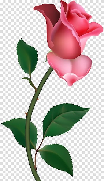 Free Rose , Free transparent background PNG clipart