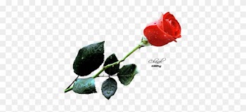 Free Rose Images Hd Wallpapers For Your Screens - Rose Hd