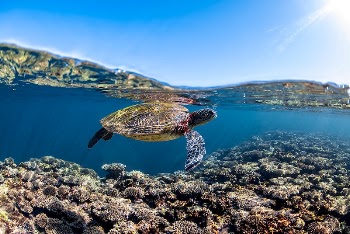 Free sea turtle image, public | Free Photo - rawpixel