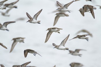 Free seagulls bird background image, | Free Photo - rawpixel