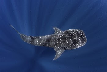 Free shark image, public domain | Free Photo - rawpixel