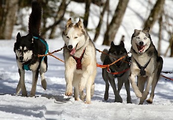 Free Siberian Husky image, public | Free Photo - rawpixel