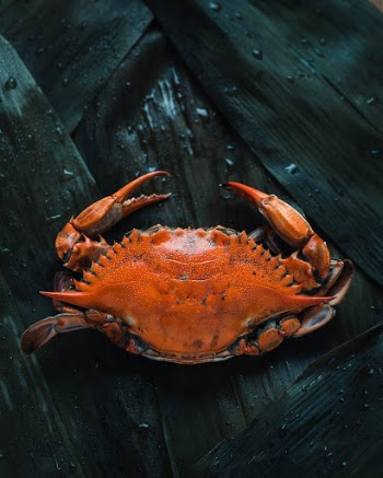 Free soft shell crab image, | Free Photo - rawpixel
