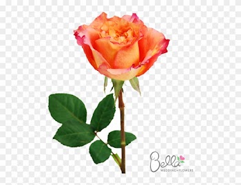 Free Spirit Roses Are A Gorgeous Variety Of Orange - Wedding