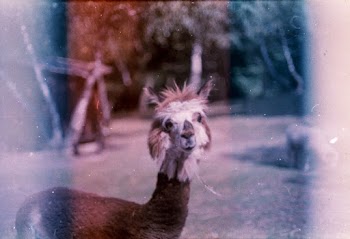 Free stock photo of 35mm, 35mm film, analog