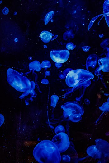 Free stock photo of abstract, aquarium, aquatic