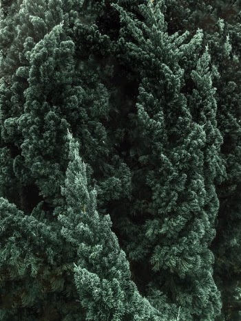 Free stock photo of abstract, beautiful, christmas