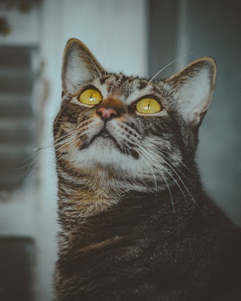Free stock photo of adorable, animal, animal photography