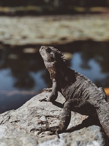 Free stock photo of amphibian, animal, animal photography