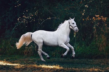 Free stock photo of animal, animal photography, close-up