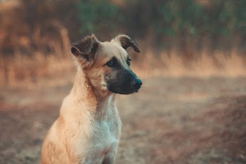 Free stock photo of animal, breed, close-up