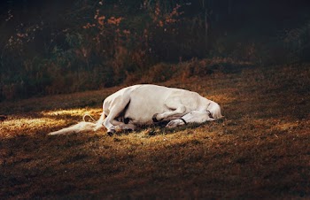 Free stock photo of animal, close-up, daylight
