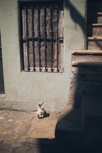 Free stock photo of animal photography, architecture, building
