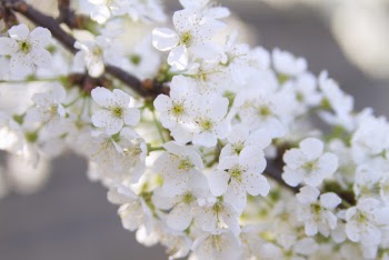Free stock photo of apple, beauty, bloom