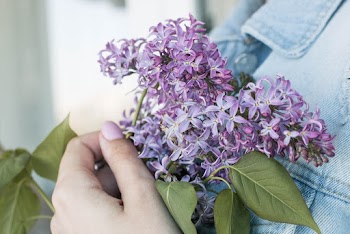 Free stock photo of beautiful, blooming, bouquet