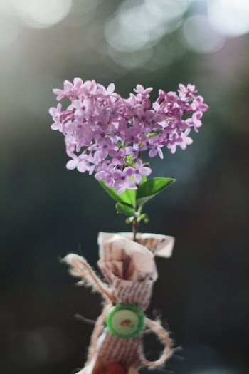 Free stock photo of beautiful, blooming, branch