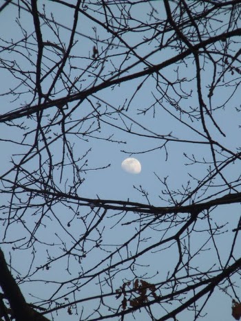 Free stock photo of bird, branch, cold