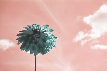 Free stock photo of bloom, blooming, blossom