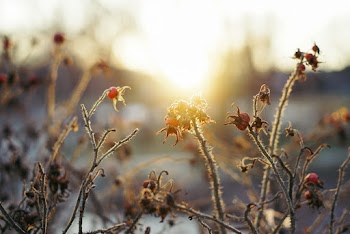 Free stock photo of bloom, blooming, blossom