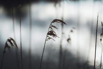 Free stock photo of blurred background, brown, close-up