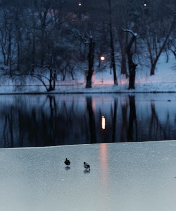 Free stock photo of body of water, branches, cold