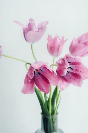 Free stock photo of bouquet, bright, bud
