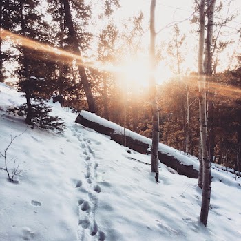 Free stock photo of branches, chemin, cold