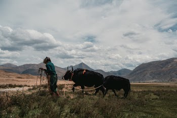 Free stock photo of cattle, cow, farm