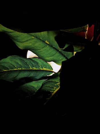 Free stock photo of close-up, colors, dark