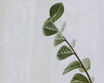 Free stock photo of close-up, foliage, green
