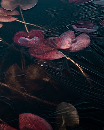 Free stock photo of frozen lake, waterlily