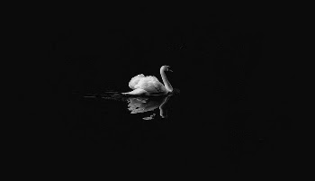 Free swan floating on water | Free Photo - rawpixel
