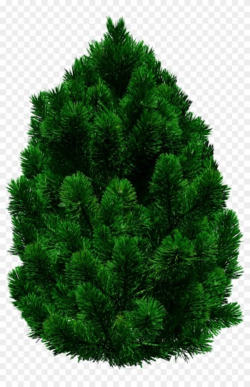 Free Texture Pine Tree Transparent - Tree Images In Png