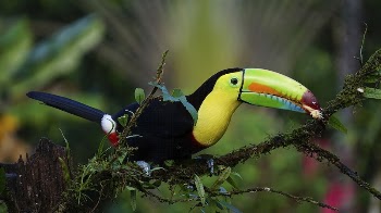 Free Toucan image, public domain | Free Photo - rawpixel