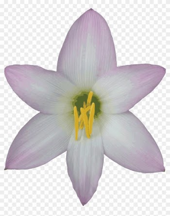 Free Transparent Background Nature Images Gif - Lily With No Background