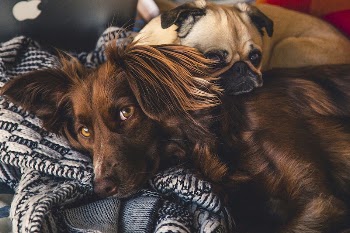 Free two dogs cuddled up on blue | Free Photo - rawpixel