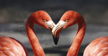 Free two pink flamingos, heart, | Free Photo - rawpixel