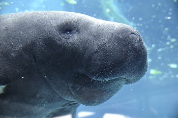 Free underwater manatees image, public | Free Photo - rawpixel