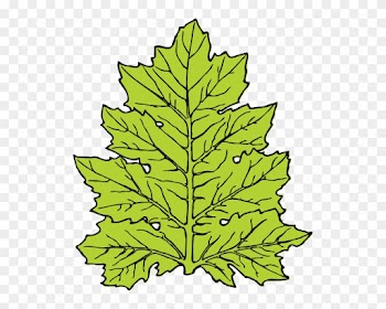 Free Vector Acanthus Leaf Clip Art - Leaf Clip Art