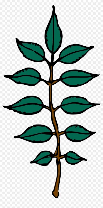 Free Vector Ash Leaves Clip Art - Ash Tree Leaf Clip Art