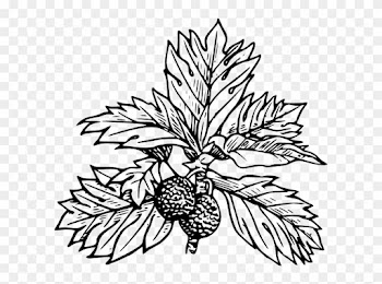Free Vector Breadfruit Clip Art - Breadfruit Tree Clipart