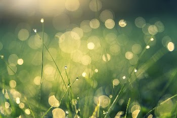 Free wet grass bokeh image, | Free Photo - rawpixel