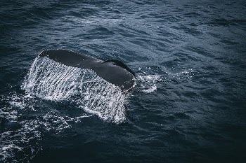 Free whale image, public domain | Free Photo - rawpixel