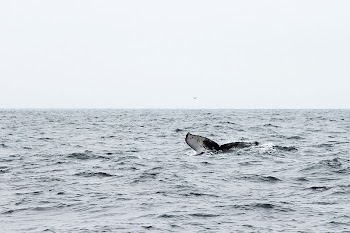 Free whale tail in the ocean | Free Photo - rawpixel