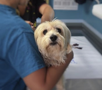 Free yorkshire terrier dog held | Free Photo - rawpixel