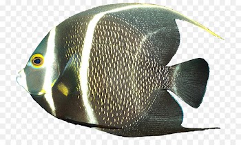 French angelfish Gray angelfish Queen angelfish - fish 