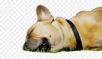 French bulldog