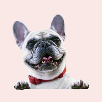 French bulldog clipart, cute pet | Free Photo - rawpixel