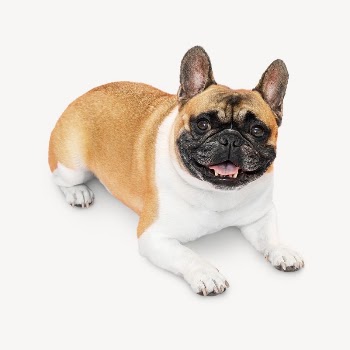 French bulldog collage element psd | Free PSD - rawpixel